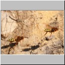 Nomada lathburiana - Wespenbiene w21.jpg